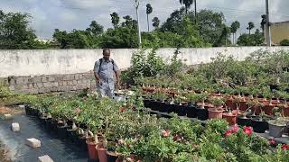 Fungicides for Adenium hyderabadadeniums 9014408675 [upl. by Stefan735]