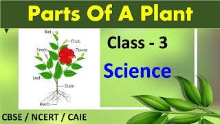 Parts of a Plant  Class 3 Science  CBSE  NCERT  CAIE  PARTS OF A PLANT [upl. by Ainnek467]