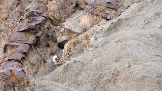 The Snow Leopard [upl. by Ojeibbob]