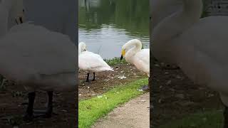 Suncheon  Swans by the lake suncheon southkorea swans [upl. by Kalil]