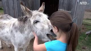 True Love  A Girl and her Donkey [upl. by Meenen83]