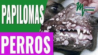 VERRUGAS EN PERROSPapilomatosis víricaPapilomas perros [upl. by Caressa]