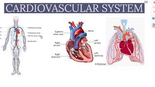 CardioVascular System  Biology  Physiology [upl. by Celinka]