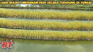 CERDAS MENANAM PADI DI SUNGAI SECARA TERAPUNG [upl. by Esile]