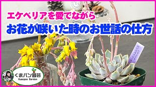 エケベリアのお花が咲いた時とその後のお世話【多肉植物】【くまパン園芸】 [upl. by Accber]