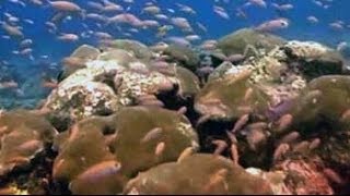 The magical coral reefs of Lakshadweep [upl. by Ashlee]