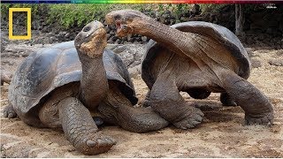 National Geographic  Turtle vs Tortoise  BBC Documentary [upl. by Delahk]