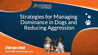 Strategies for Managing Dominance in Dogs and Reducing Aggression  Off Leash K9 Training Georgia [upl. by Longmire]