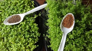 Growing Microgreens  How to Grow Garden Cress and Arugula Microgreens [upl. by Londoner]