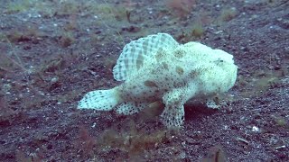 Frog Fish Goes For A Walk [upl. by Wiatt]