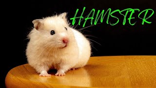 Hamster Calling Sound  Hamster Sound Effects High Quality [upl. by Ninnahc60]