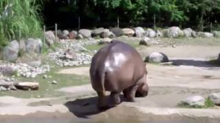 Worlds Biggest Fart  The Hippo [upl. by Joshi]