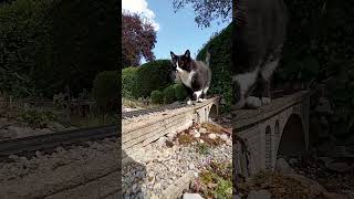 Catzilla A Giant Cat on the Train Tracks [upl. by Saixela]