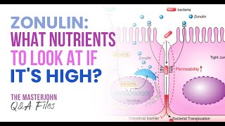 Zonulin what nutrients to look at if its high [upl. by Ynnelg]