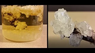 Grow Crystals From Sugar Crystal Candy [upl. by Hpseoj]