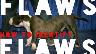 HOW TO IDENTIFY FLAWS IN YOUR BULLY DOG [upl. by Neufer641]