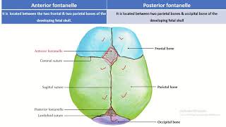 Fontanelle Facts What You Need to Know about Anterior and Posterior Fontanelles [upl. by Eudoca]