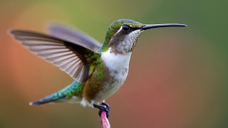 The Hummingbird’s Secret Weapon Curious Animal Facts [upl. by Alda]