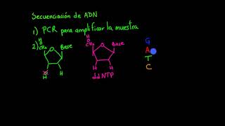 Secuenciación de ADN  Khan Academy en Español [upl. by Ellegna]