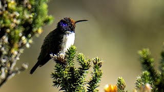 Kolibris Lauter als der Wind [upl. by Retsehc]