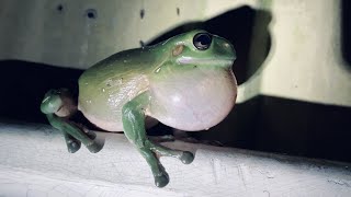 Australian Green Tree Frog Call Wild Very Loud Croaking Sound [upl. by Pliam]