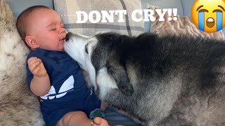 Husky Stops Baby Crying In The Cutest Way Ever CUTEST VIDEO EVER [upl. by Maxa844]