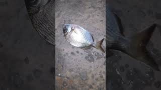 Sargoz Avı balıkavı fishing fish lrfbalikavi kuşadası lrf spin [upl. by Refinej464]