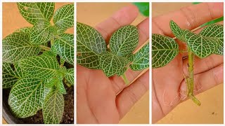 How To Grow Fittonia Plant Grow Fittonia cuttings faster using this techniques and get 100 success [upl. by Hollington]