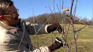 Pruning Fruit Trees Main Leader [upl. by Ayet]