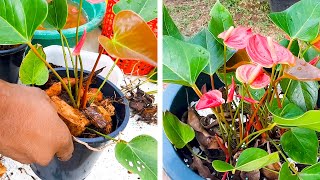 What is the Best Potting Mix for Anthurium  Anthurium Care Tips  Learn Gardening [upl. by Kallman305]