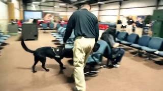 Inside Look TSA Canine Training [upl. by Andra766]