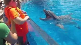 SeaWorld Dolphin Interaction [upl. by Bernardi753]