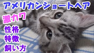 アメリカンショートヘアの性格、特徴、飼い方！激かわアメショー（猫図鑑） [upl. by Costello]