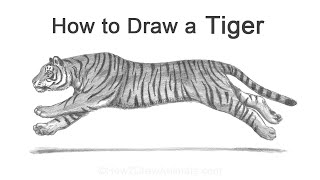 How to Draw a Simple Tiger shorts [upl. by Kyle]