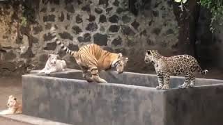 Jaguar vs tiger fighting VIDEO [upl. by Royd]