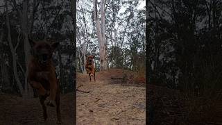 My Ridgeback Loki running amp jumping in the Aussie bush 🥰 slow motion ridgeback dog australia [upl. by Nov]