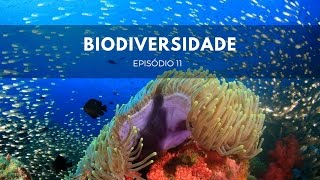 Biodiversidade  Origens 11 [upl. by Rayna108]