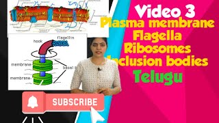 Prokaryotic cell l Plasma membrane Ribosomes and inclusion bodies l Class 11 NCERT NEET Biology l [upl. by Bega]