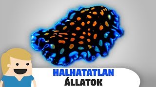 Halhatatlan állatok a bolygónkon [upl. by Hassadah607]