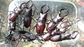 クワガタを確実に捕まえる方法。採集の基礎 How to catch stag beetles [upl. by Rawna]