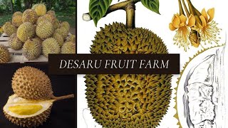 Desaru Fruit Farm Johor Malaysia [upl. by Cut]