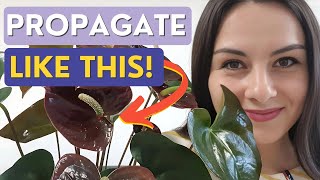 Propagating ANTHURIUMS from Cuttings  Best Method [upl. by Atikin]