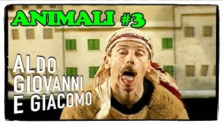 Gli Animali il cammello 3 di 3  I Corti di Aldo Giovanni e Giacomo [upl. by Drida]