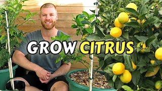 Guide To Planting Citrus Trees At Home  Lemon Lime Kumquat amp Calamondin [upl. by Lednem108]