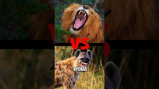 Top Rivalries On Animal Kingdom [upl. by Melda655]