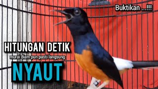 murai batu gacor AMPUH buat PANCINGAN murai batu agar bunyi JADIKAN burung murai gacor EMOSI NYAUT [upl. by Kletter]