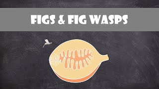 Figs and Fig Wasps  Entomology [upl. by Leirda]