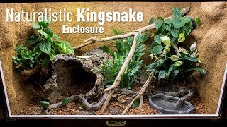 Setting up a Naturalistic Kingsnake Enclosure [upl. by Budding439]