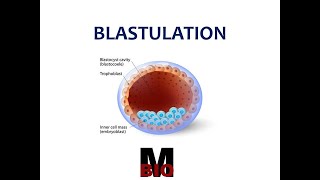 BLASTULA  BLASTULATION  TYPES [upl. by Benedetta]