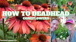 🌼 How to Deadhead Coneflowers  QG Day 127 🌼 [upl. by Ganley]